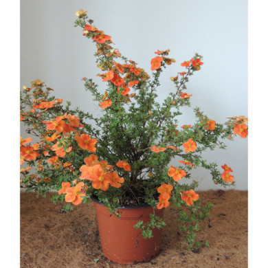 Potentilla fruticosa 'Hopley's Orange'