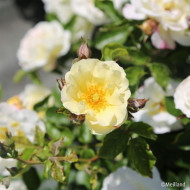 Rosier paysager Popcorn Drift® Novarospop