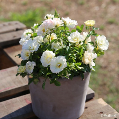 Rosier paysager Popcorn Drift® Novarospop