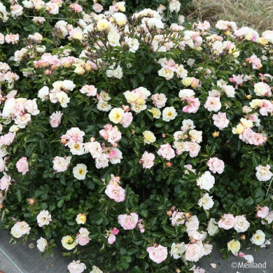 Rosier paysager Popcorn Drift® Novarospop