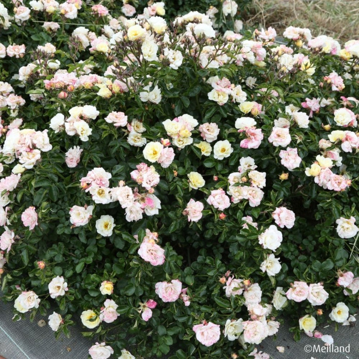 Rosier paysager Popcorn Drift® Novarospop
