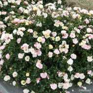 Rosier paysager Popcorn Drift® Novarospop