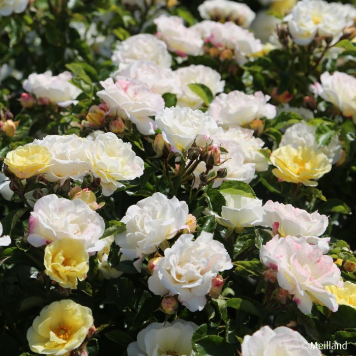 Rosier paysager Popcorn Drift® Novarospop