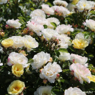 Rosier paysager Popcorn Drift® Novarospop