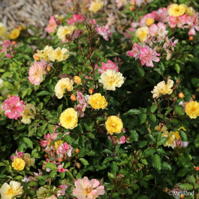 Rosier Rêve de Paris® meilowmye