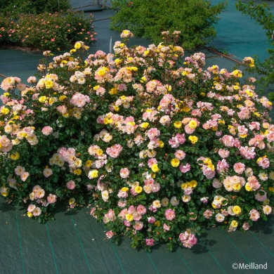 Rosier Rêve de Paris® meilowmye