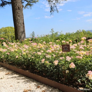 Rosier Rêve de Paris® meilowmye