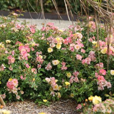 Rosier Rêve de Paris® meilowmye