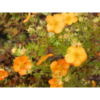 Potentilla fruticosa 'Hopley's Orange'
