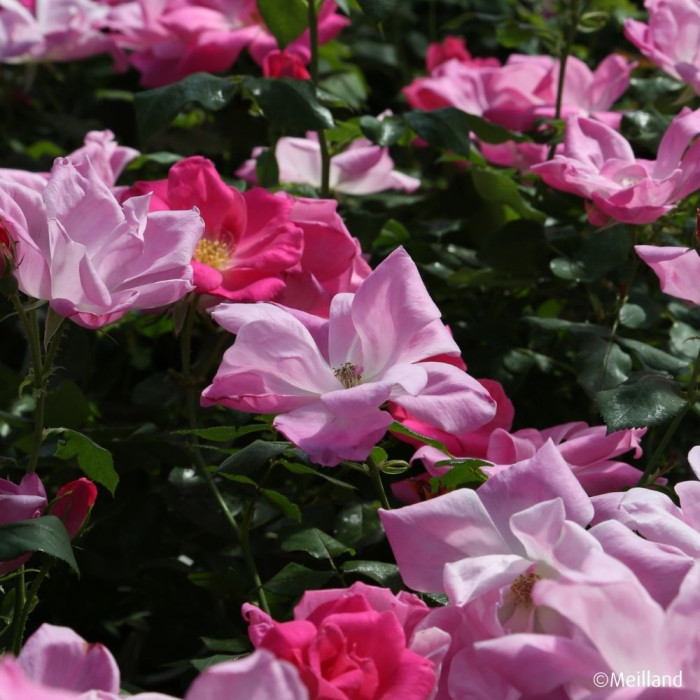 Rosier paysager Rodin® Meigadraz