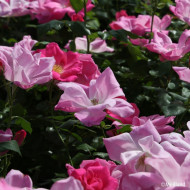 Rosier paysager Rodin® Meigadraz