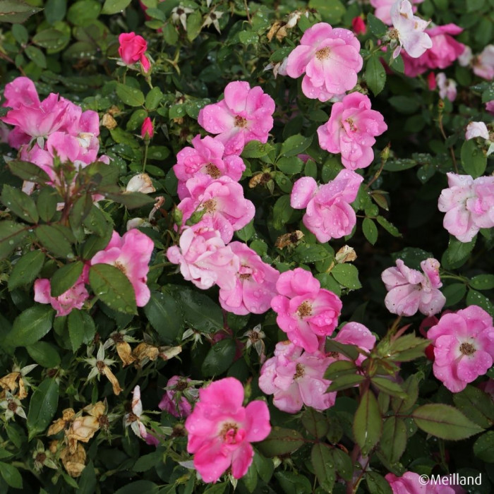 Rosier paysager Rodin® Meigadraz