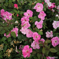 Rosier paysager Rodin® Meigadraz