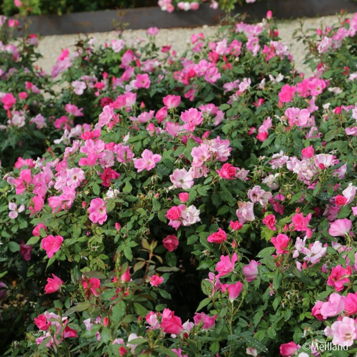 Rosier paysager Rodin® Meigadraz