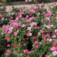 Rosier paysager Rodin® Meigadraz