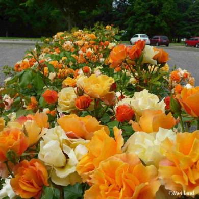 Rosier paysager Tequila® Meipomolo