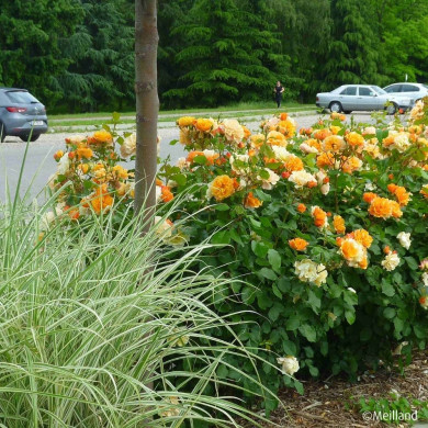 Rosier paysager Tequila® Meipomolo