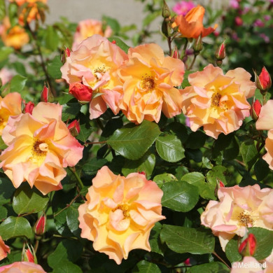 Rosier paysager Tequila® Meipomolo