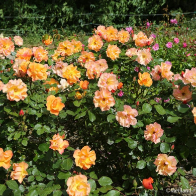 Rosier paysager Tequila® Meipomolo