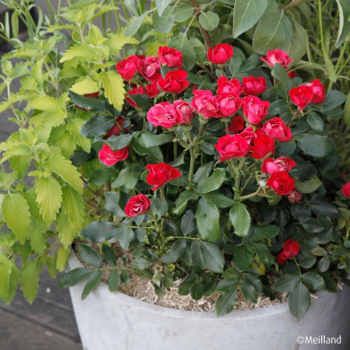 Rosier Zepeti® meibenbino