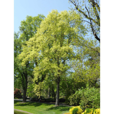 Liriodendron tulipifera 'Aureomarginatum'