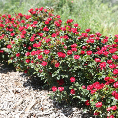 Rosier Zepeti® meibenbino