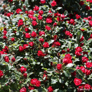 Rosier Zepeti® meibenbino