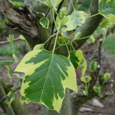 Liriodendron tulipifera 'Aureomarginatum'