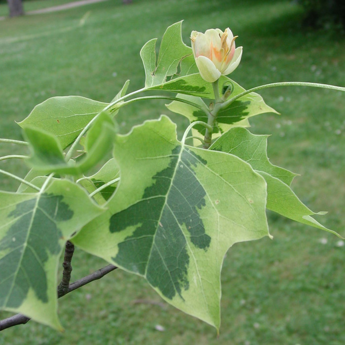 Liriodendron tulipifera 'Aureomarginatum'