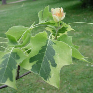Liriodendron tulipifera 'Aureomarginatum'