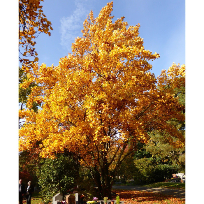 Liriodendron tulipifera 'Fastigiatum'
