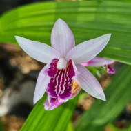 Bletilla striata 'Magenta lips'