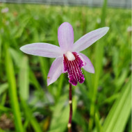 Bletilla striata 'Magenta lips'