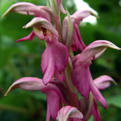 Anacamptis sancta