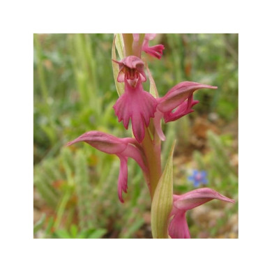 Anacamptis sancta