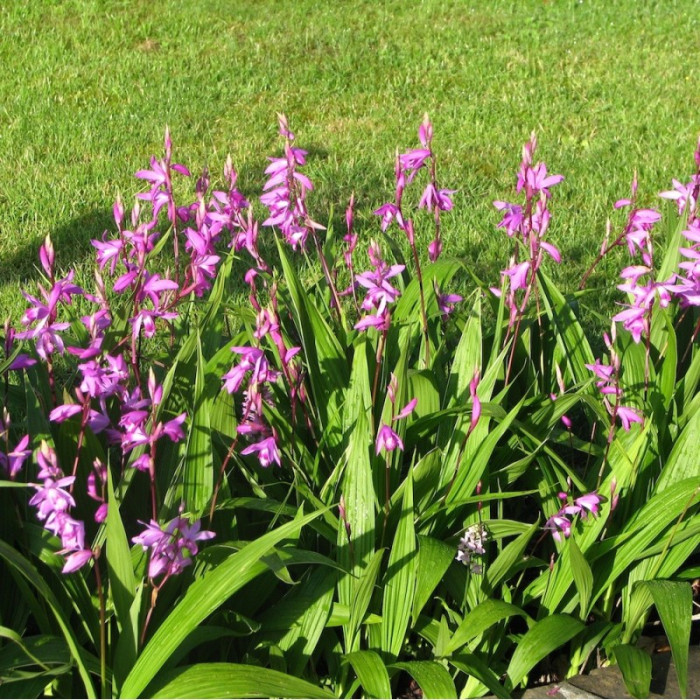 Bletilla striata 'Purple'