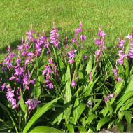 Bletilla striata 'Purple'