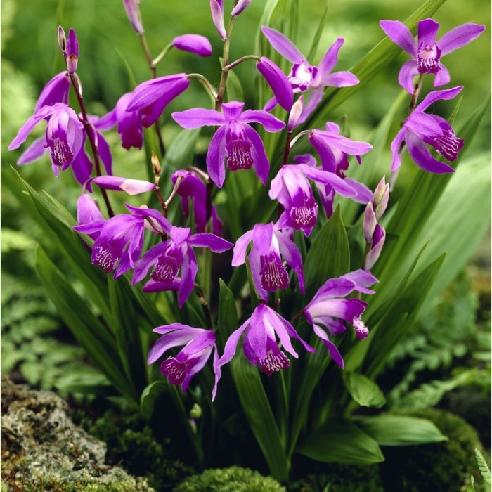 Bletilla striata 'Purple'