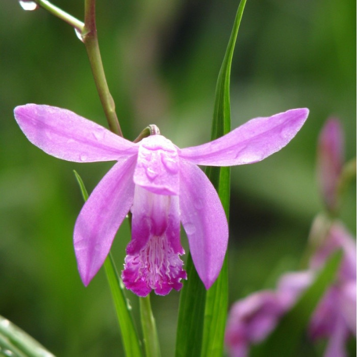 Bletilla striata 'Purple'