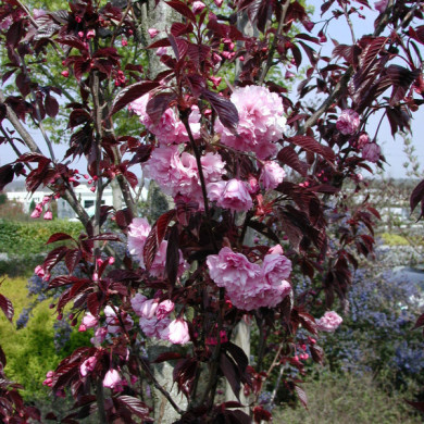 Prunus serrulata 'Royal Burgundy'