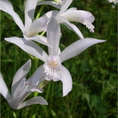 Bletilla striata 'Alba'