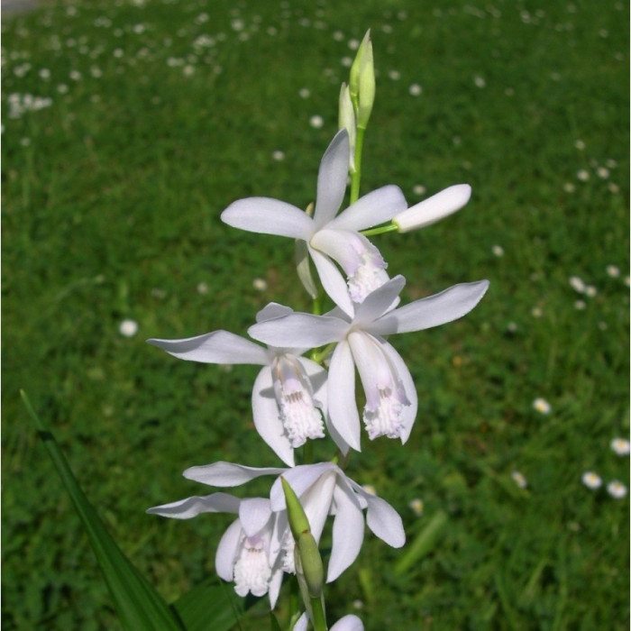 Bletilla striata 'Alba'