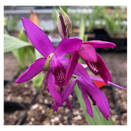 Bletilla striata 'Dark Purple'