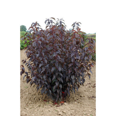 Prunus serrulata 'Royal Burgundy'