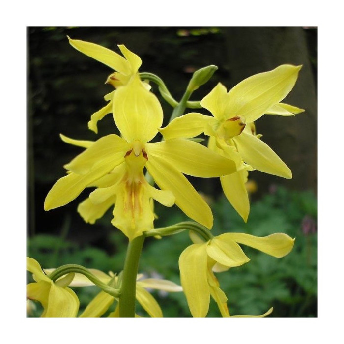 Calanthe sieboldii