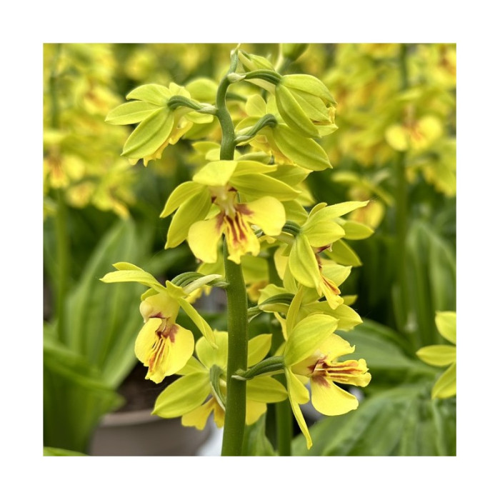 Calanthe 'Yellow Green'