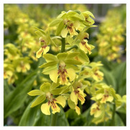 Calanthe 'Yellow Green'