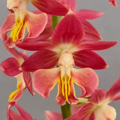 Calanthe 'Red sunset'