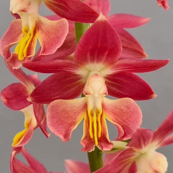 Calanthe 'Red sunset'
