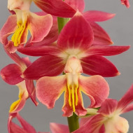 Calanthe 'Red sunset'